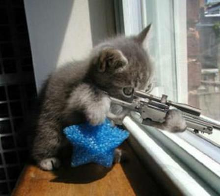 Cat with gun